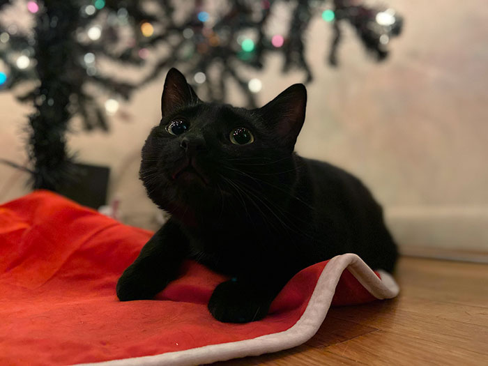 Oliver Is Unsure Of What To Do With His First Time Under The Christmas Tree