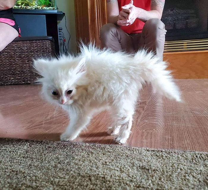 Nimbus conoció a nuestro perro por primera vez. Esta es ella siendo intimidante 