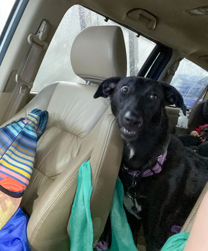 My Dog's First Time In A Car Wash