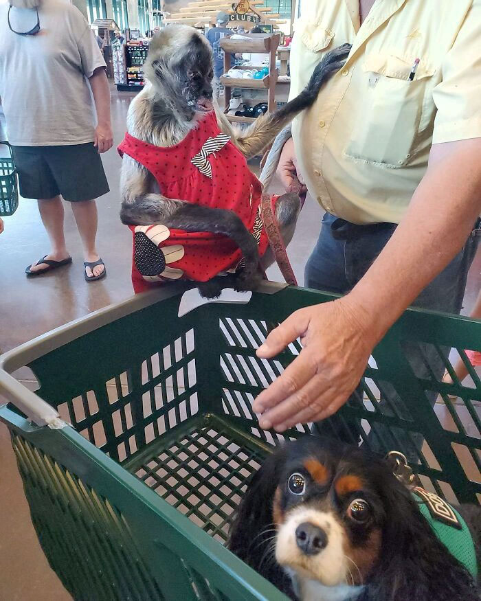 Roxy Saw A Monkey For The First Time