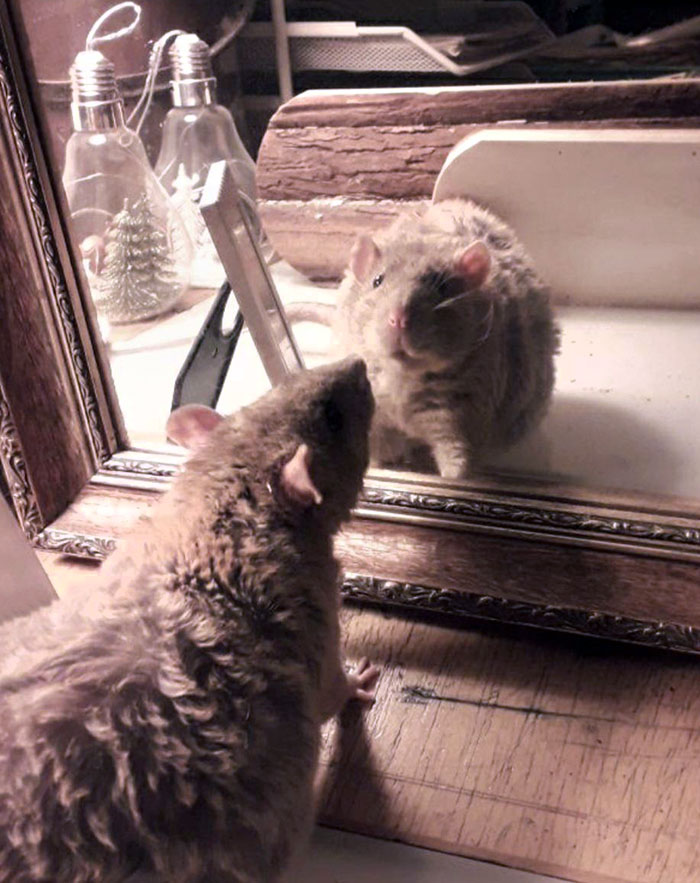 My Self-Conscious Rat Sees How Handsome He Is For The First Time