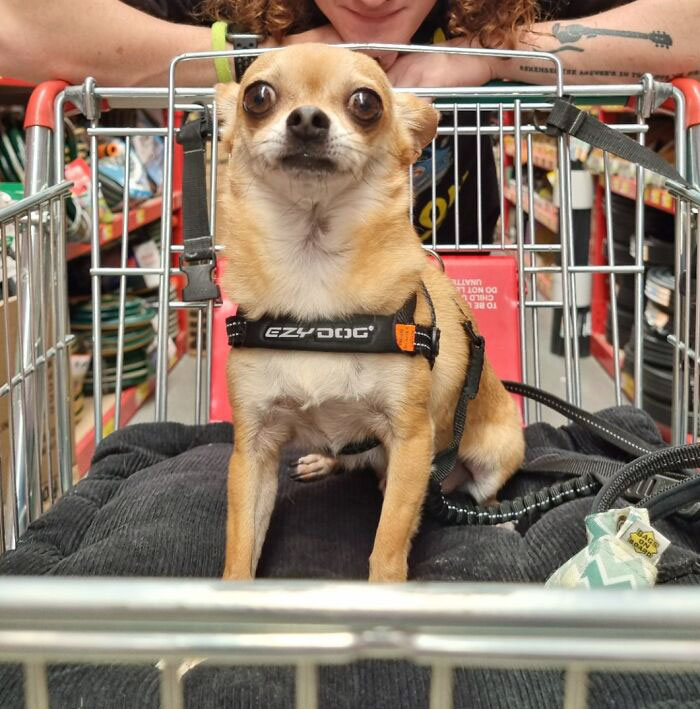 Hugo's First Adventure To The Hardware Store