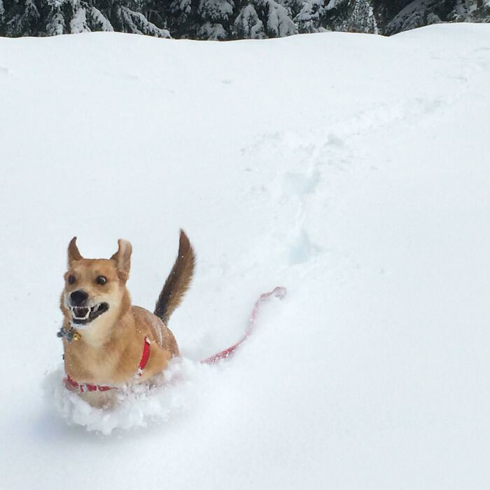 My Dog's First Time Playing In The Snow. The Pure Joy On His Face Is Amazing