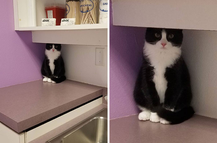 Pablo's First Trip To The Vet