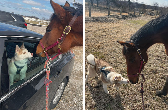 My Little Dog Met My Giant Dog For The First Time Today