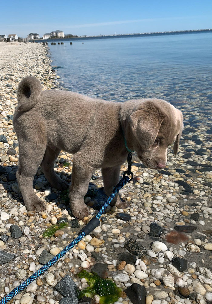 My Sister's Puppy Saw Water For The First Time