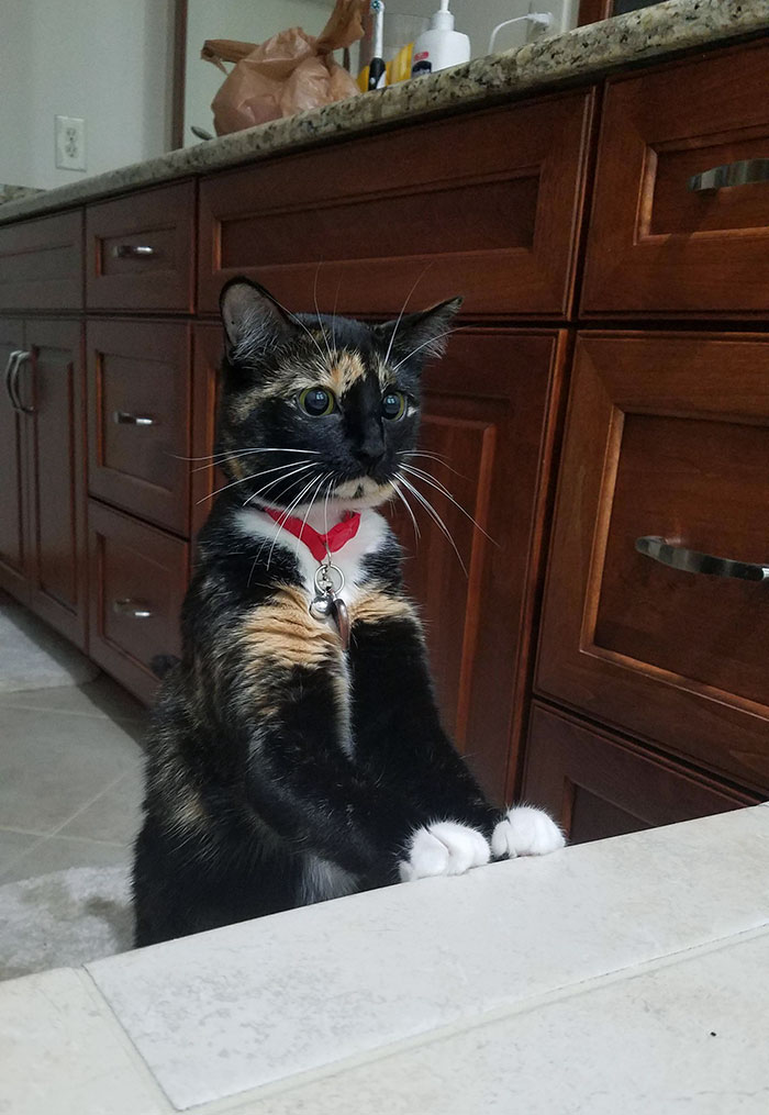 Mi gatito me vio en la bañera por primera vez y le preocupó mucho que yo estuviera en el agua 