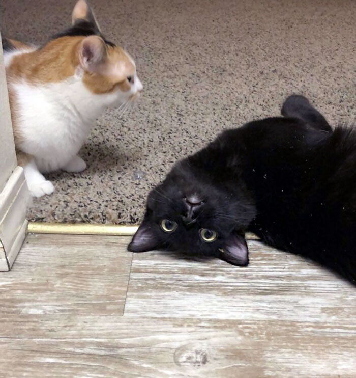 I Bought Catnip For The First Time. Guess Which Kitty Loved It