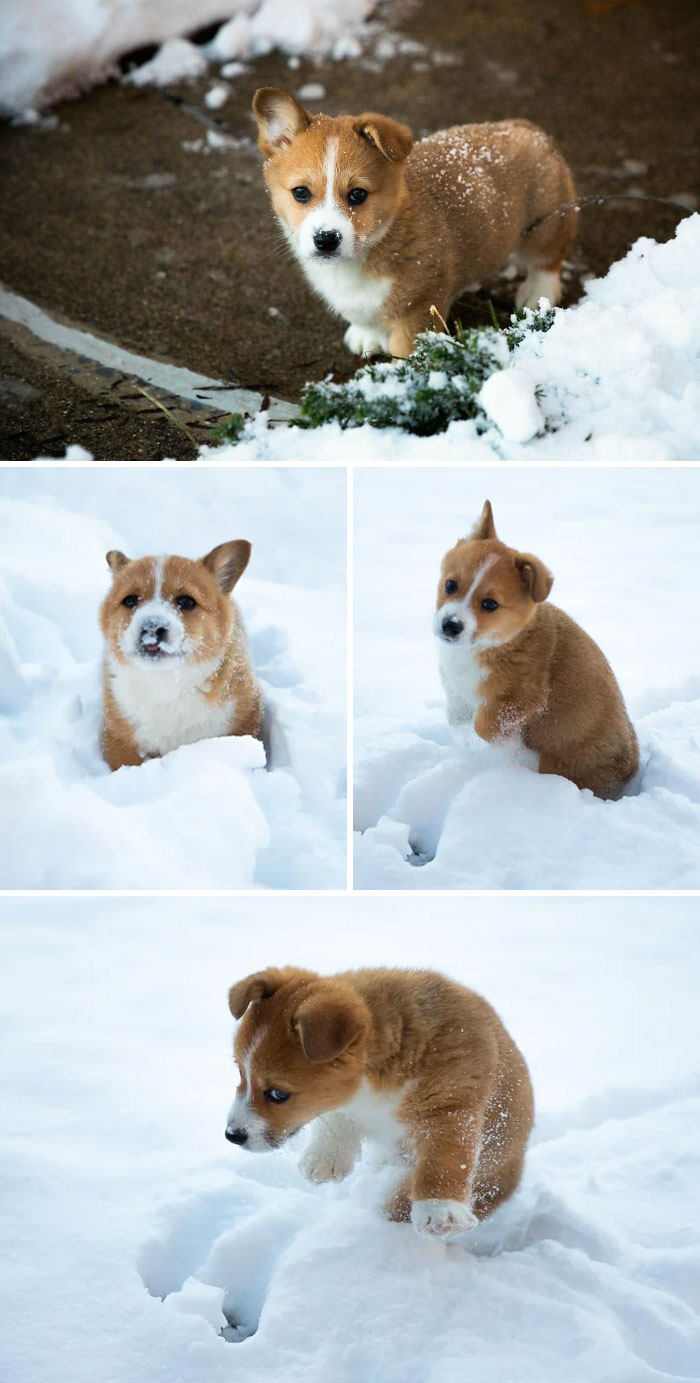 Nugget's First Snow. Poor Little Guy Couldn't Walk Through The Snow. He Had To Hop Like A Bunny