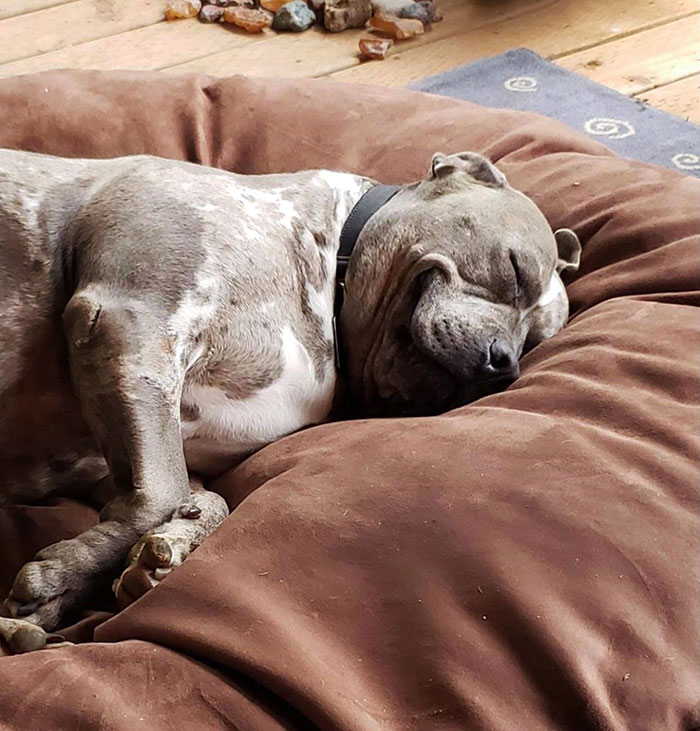 Su primera noche en casa después de que lo adoptamos 