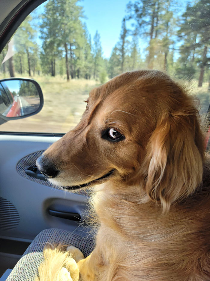 Timber viajó en el asiento delantero por primera vez. Cuando le pregunté si le gustaba el aire acondicionado, esta fue su respuesta 