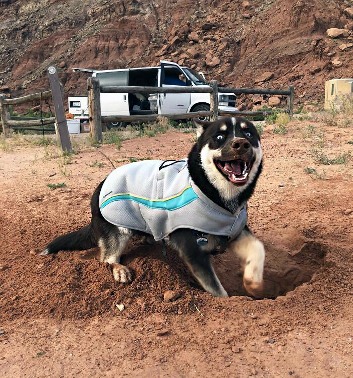 My Dog Archer Dug His First Hole