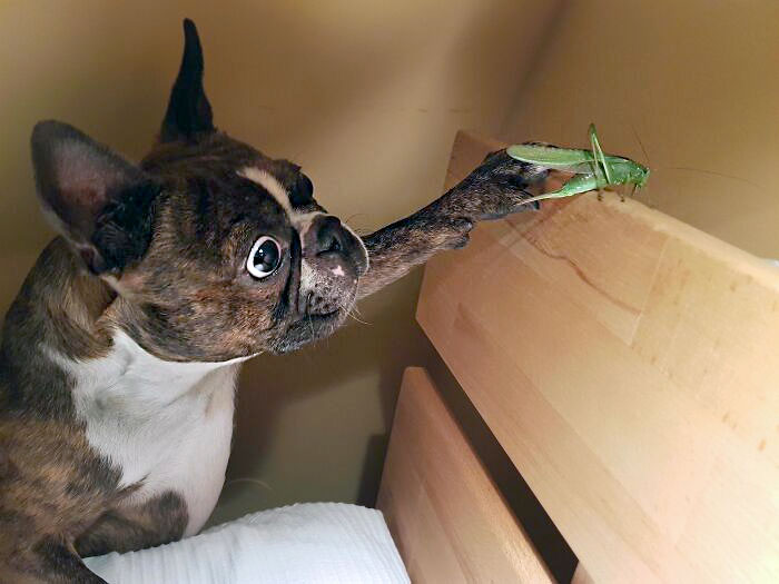 My Dog Saw A Grasshopper For The First Time