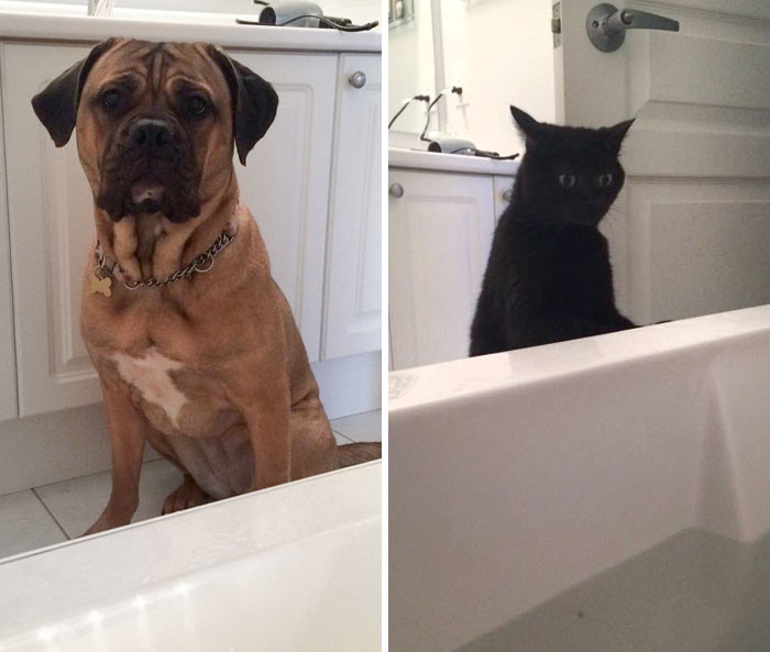My Dog Saw Me In The Bathtub For The First Time. She Was So Worried That She Had To Call The Backup. Cat Was Not Impressed Too