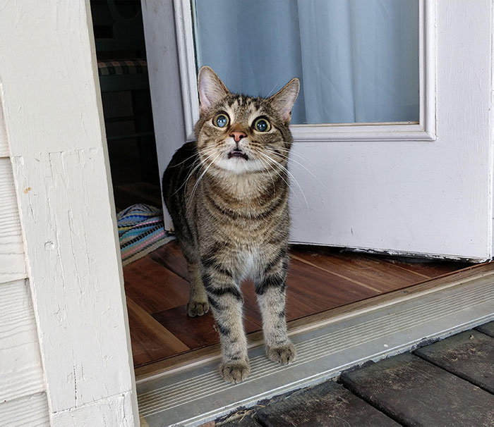 My Blind Cat Went Outside For The First Time