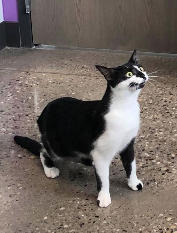 My Mom Took Our Cat To The Vet For The First Time Last Week. She Was Not A Fan