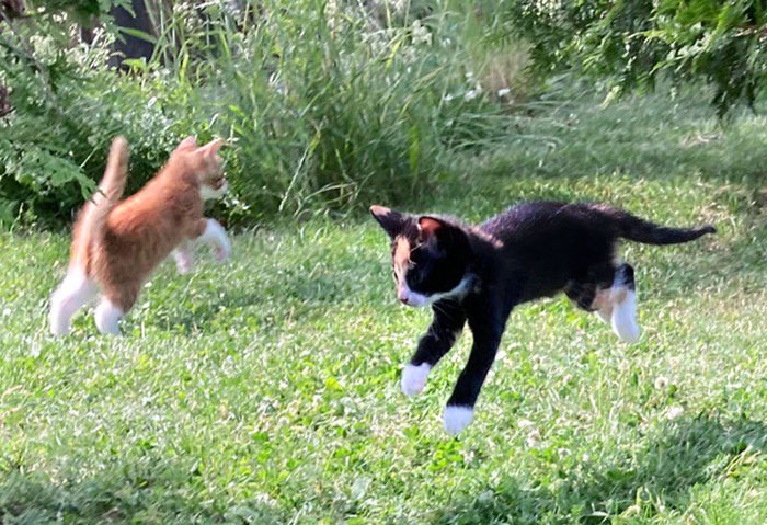 Nuestros gatitos salieron al patio por primera vez. Nunca los había visto tan felices 