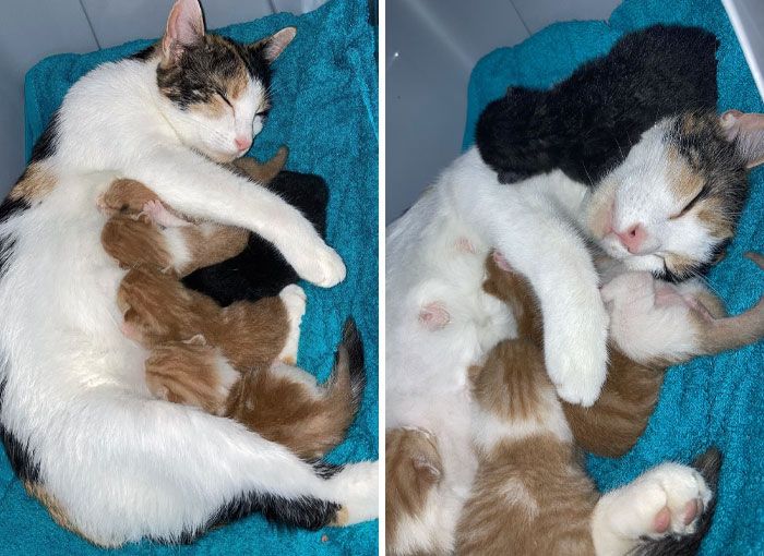 My Calico Had Her First Litter Of Five Babies. She Absolutely Loves Them