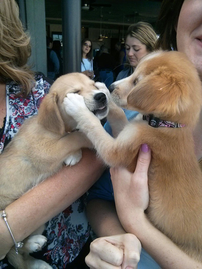 Sisters Meeting For The First Time Since Adoption. My Baby Girl On The Right
