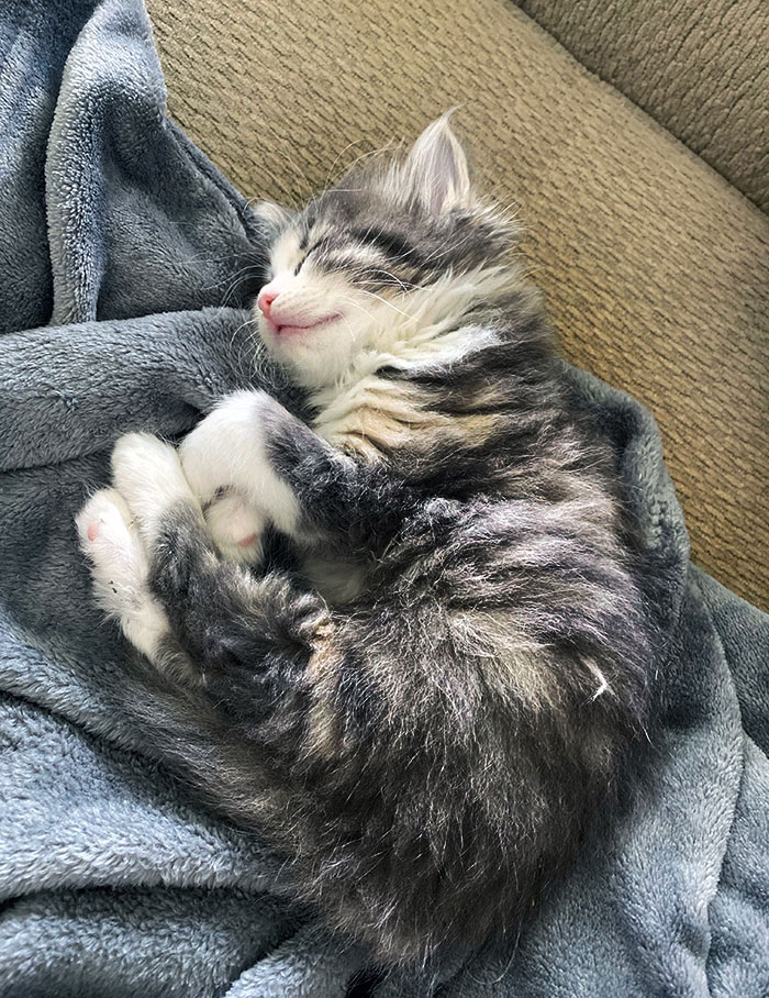 Beanie Finally Pooped In Her Liter Box For The First Time, And Now She's Exhausted