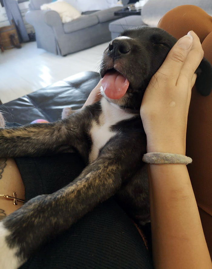 Mi perro se durmió en mis brazos por primera vez 