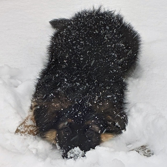 My Puppy Experienced Snow For The First Time. I Think She Liked It
