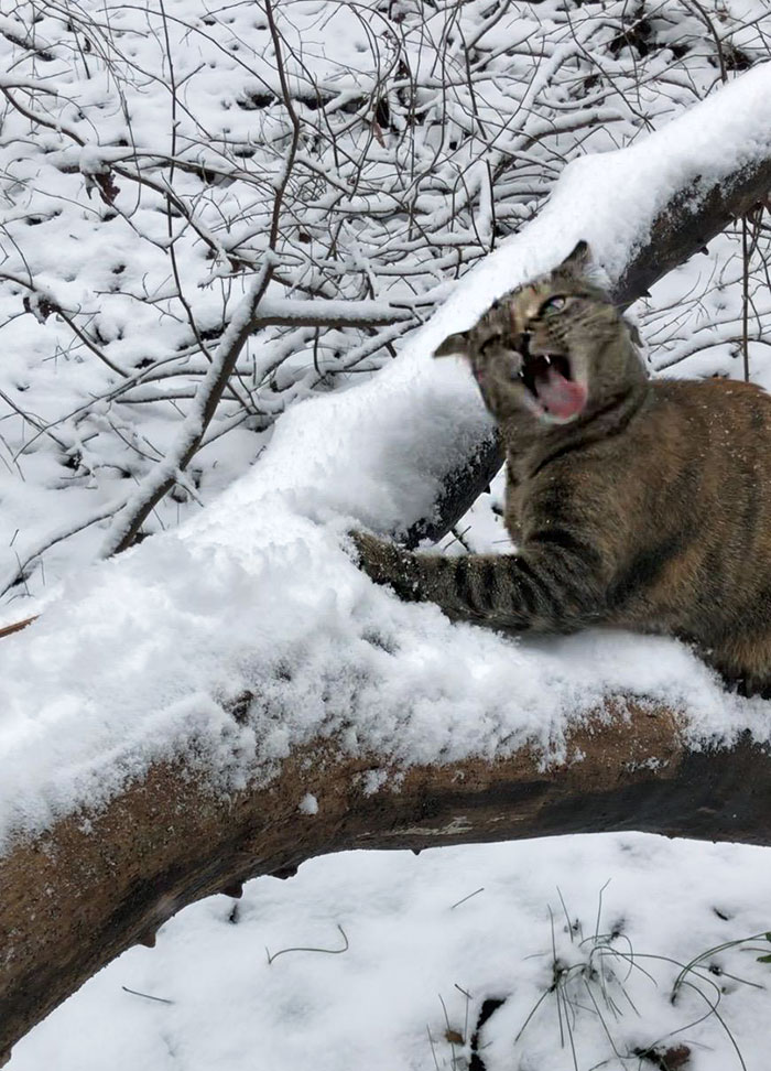 La primera vez que nuestro gato mordió la nieve y la primera vez que se le congeló el cerebro 