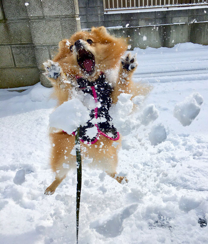La primera nevada de mi pomerania 