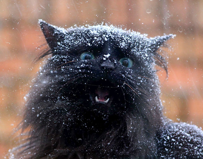 My Parent's Cat Experienced Snow For The First Time