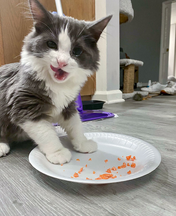 Johnny Tried Salmon For The First Time