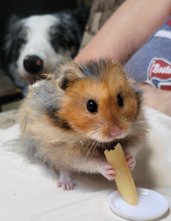 My Hamster Got His First Noodle