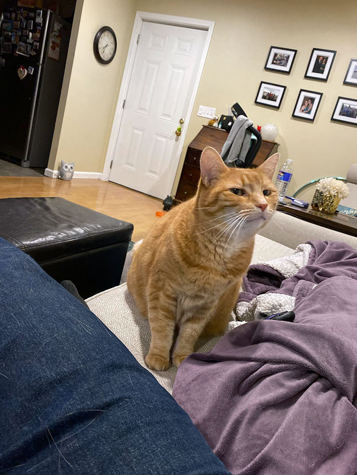 La forma en la que mi gata miró a mi nuevo novio cuando lo conoció 