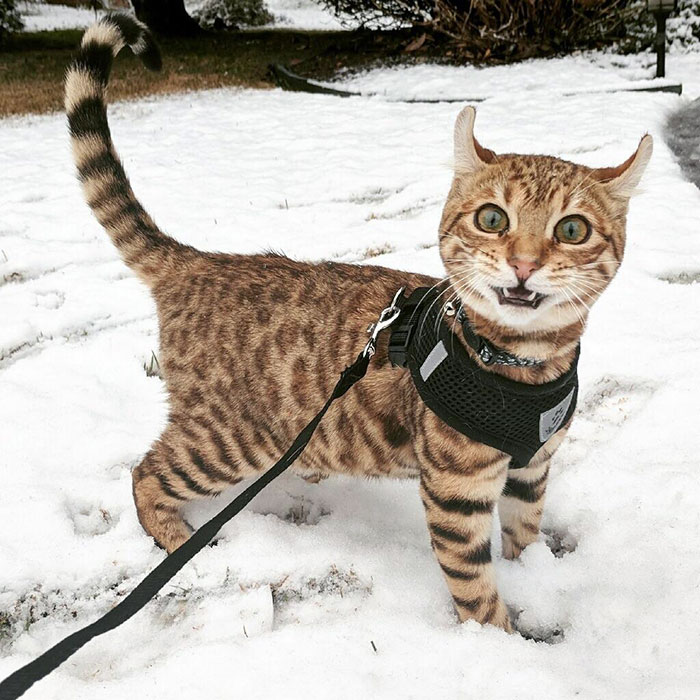 My Friend's Cat Saw Snow For The Very First Time