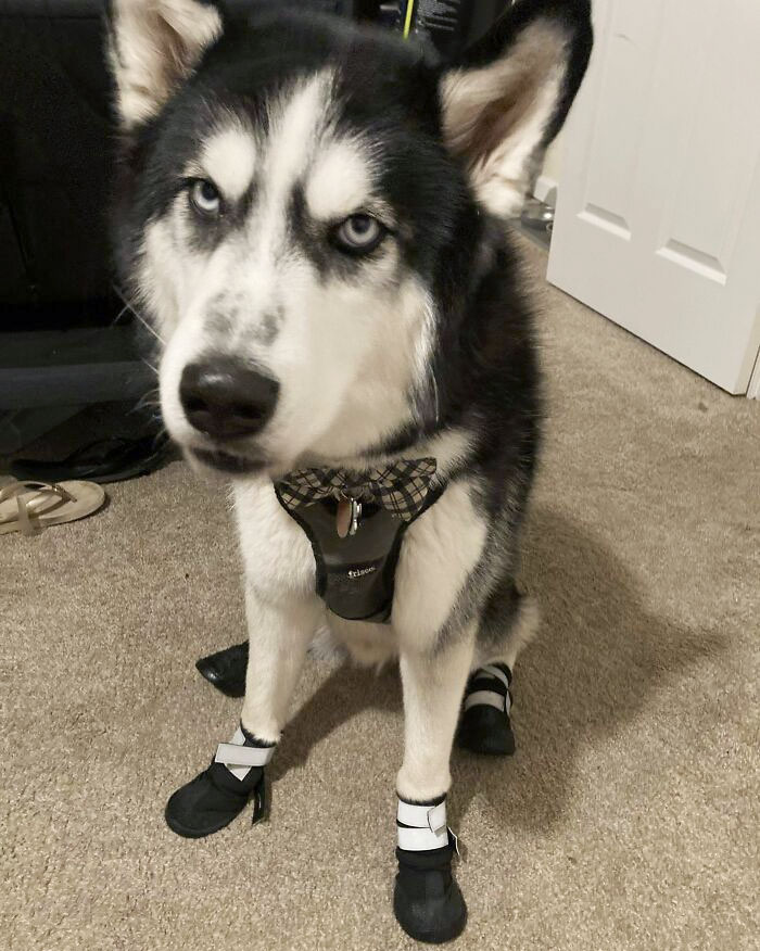 Anubis Got His First Pair Of Shoes Today