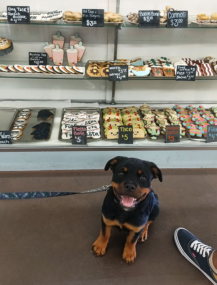 My Puppy's Reaction To Me Taking Her To The First Dog Treat Bakery
