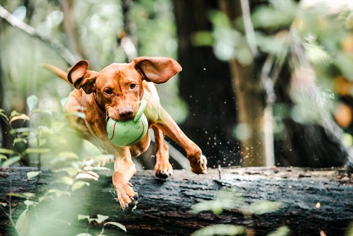 Dog Playing With His Toy In His Mouth 