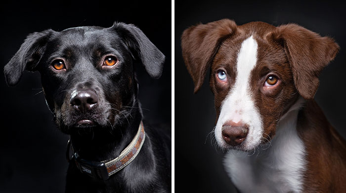 I Volunteer To Take Photos Of Shelter Dogs To Help Them Get Adopted, Here Are 40 Of My Newest Pics