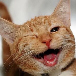 kristenkidd_1 avatar