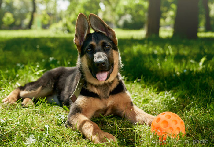 “Little [Jerk] Hits The Mailbox, Then Hits The Dirt”: Child Was Taunting Neighbor’s Kids By Trying To Run Over Their Dog, Receives A Dose Of Instant Karma
