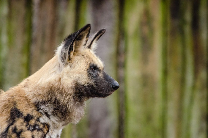 Photo of African hunting dog