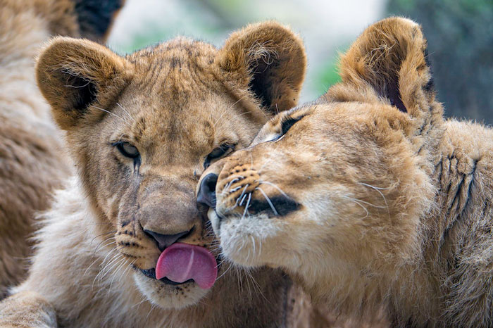 Photo of two lions cuddling