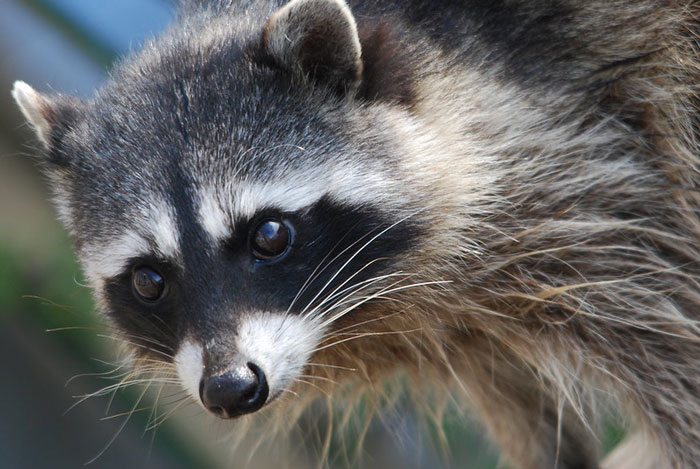 Photo of raccoon