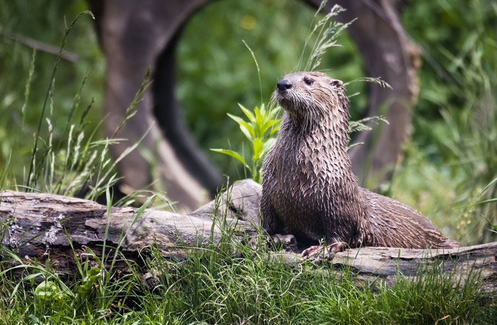 Otter siiting on dry tree trunk