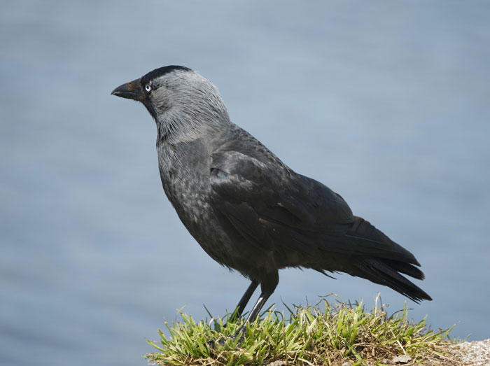 Crow on a green grass