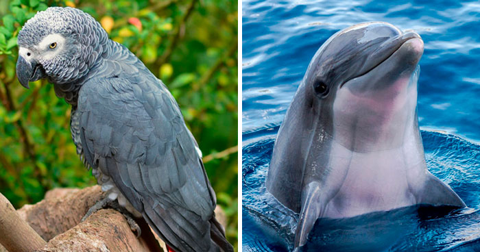 35 Of The Smartest Animals On Earth