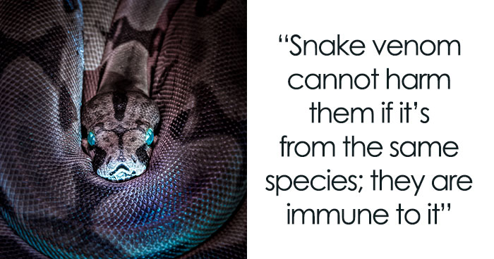 35 Awesome Snake Facts To Shed Some Light On These Cool Reptiles