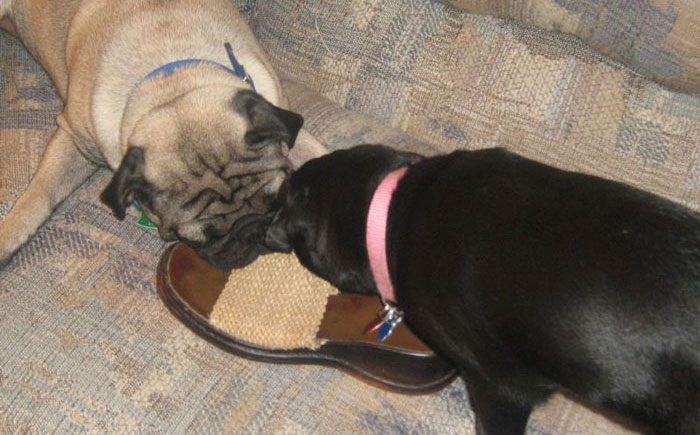 Man Never Wanted A Dog But Allowed His Wife And Kids To Have One As Long As They Took Care Of It, Gets Called A Jerk For Calling Out Their Neglect