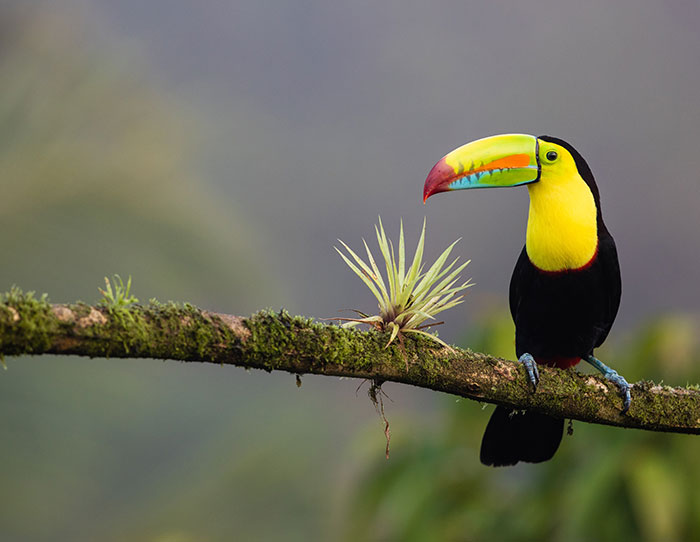 Toucan bird standing on tree branch