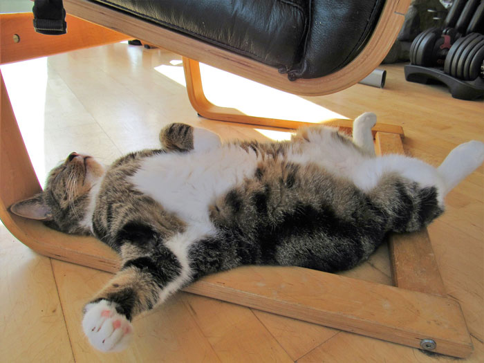 Wholesome Story Of A Boy Whispering His Address To A Cat At The Pet Store Because His Mom Said No, Goes Viral Capturing The Hearts Of Over 200k Twitter Users Wholesome Story Of A Boy Whispering His Address To A Cat At The Pet Store Because His Mom Said No, Goes Viral Capturing The Hearts Of Over 200k Twitter Users