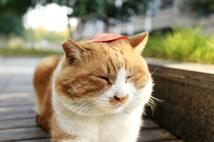 Wholesome Story Of A Boy Whispering His Address To A Cat At The Pet Store Because His Mom Said No, Goes Viral Capturing The Hearts Of Over 200k Twitter Users Wholesome Story Of A Boy Whispering His Address To A Cat At The Pet Store Because His Mom Said No, Goes Viral Capturing The Hearts Of Over 200k Twitter Users